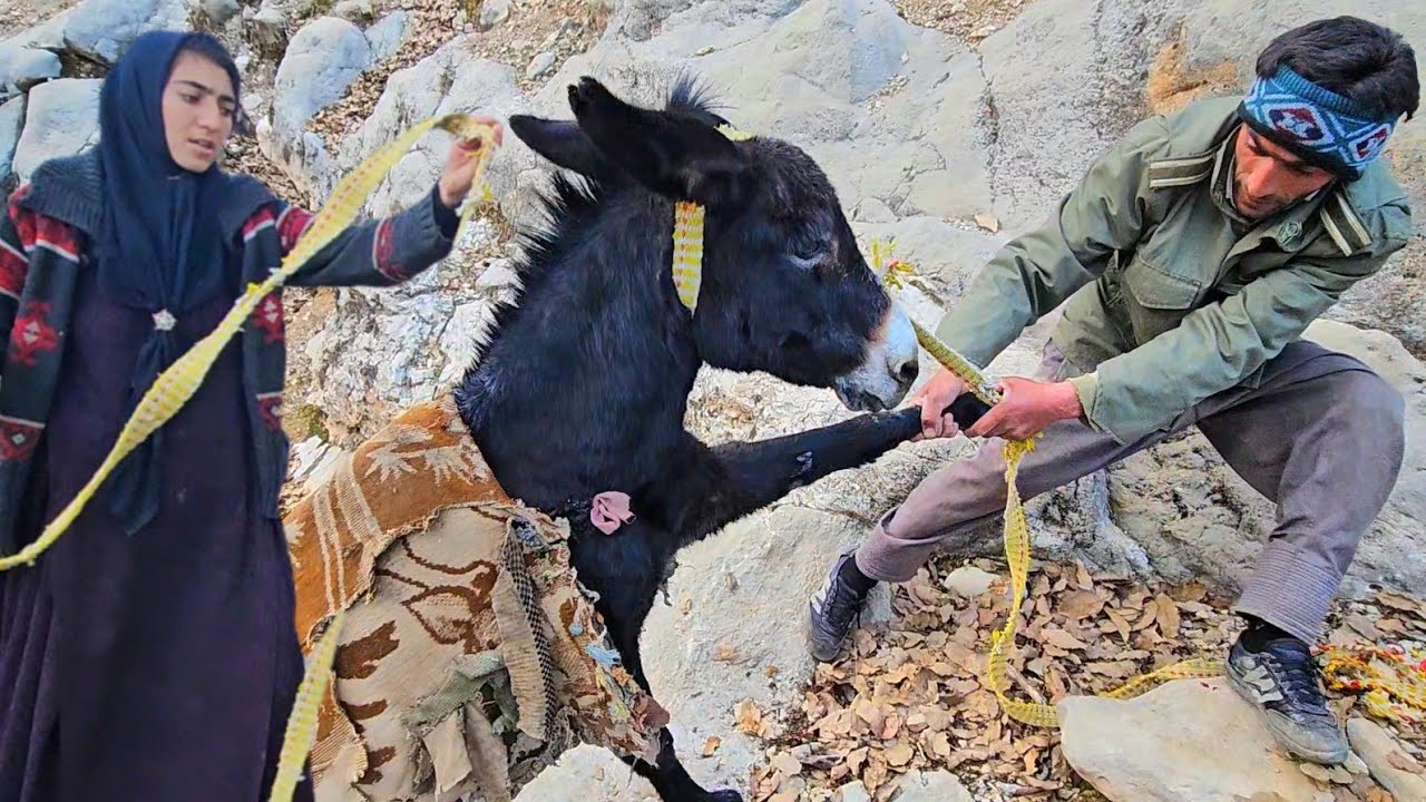 Lost Sheep Mystery! 🐑 Asuldin's Hard Wood Hauling & Khadijah's Riverside Cooking 🏔️