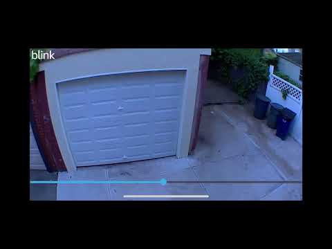 Bee attacks camera