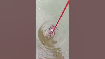 Cắm Câu Rắn Trun #shorts