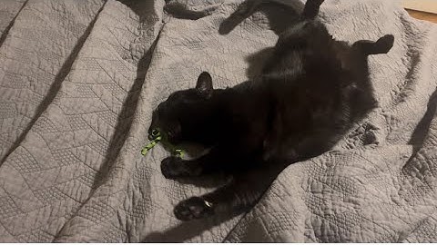 Shumei Thankful For Catnip Mouse                   #cat #happythanksgiving 