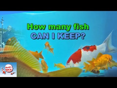 Video: Vai es varu turēt savas Koi zivis?