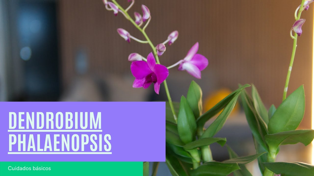 Dendrobium Phalaenopsis - Cuidados básicos