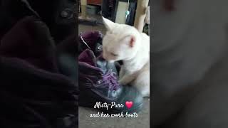 #cat Misty-Purr and her work boots