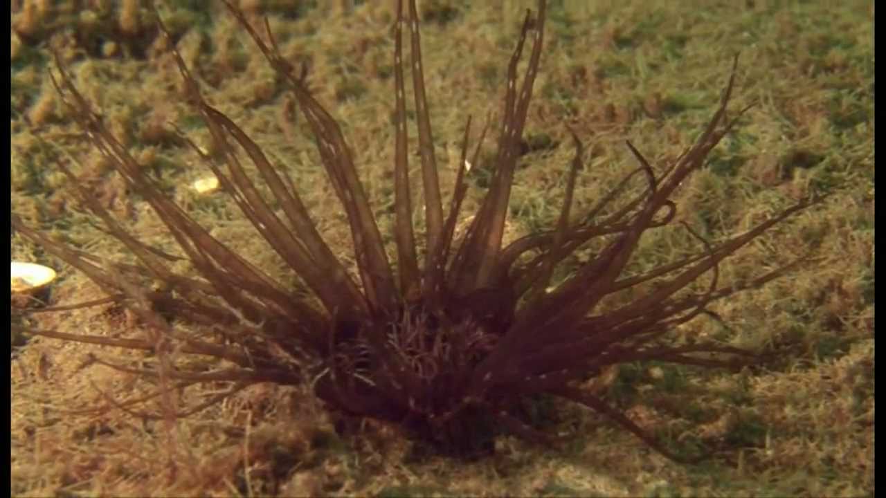 Diving in the Baltic Sea: Hirsholm Islands, Denmark