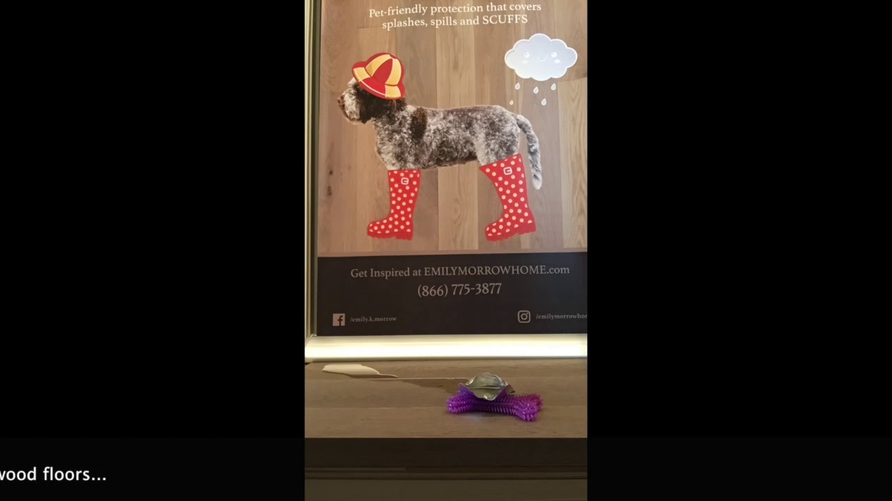 EMILY MORROW HOME OMG & Donatella The Truffle Dog "LIVE"