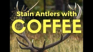 How to Stain and Restore Antlers and Horns with Coffee Grounds (Also Works With Tea!)
