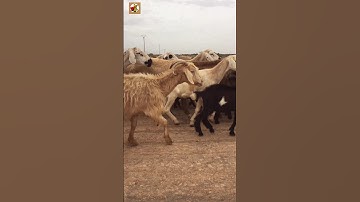 Sheeps & Goats Sound | Sheep - Goat #shorts