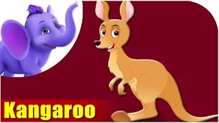 Animal  For Kids  Kangaroo Song