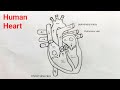 How to draw human heart step by step  human heart diagram easily  human heart drawing easy method