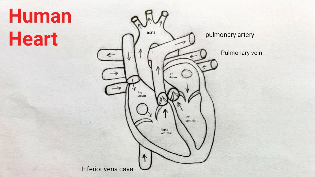 How To Draw Human Heart Diagram Step By Step For Beginners Youtube