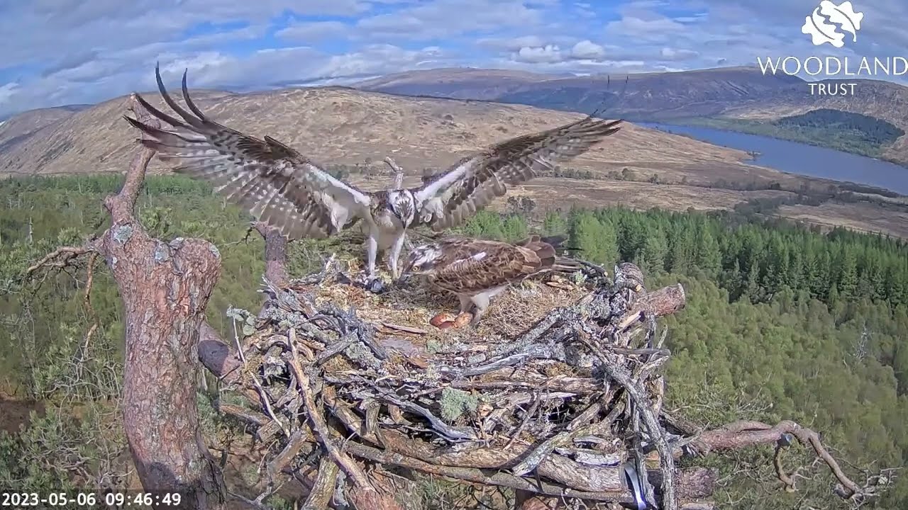 Second breakfast arrives for Dorcha after the ringed intruder left Loch Arkaig Nest Two 6 May 2023