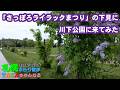 🪻「さっぽろライラックまつり」の下見に【川下公園】に来てみた【札幌市白石区川下】【札幌ぶらり散歩】【2026春】