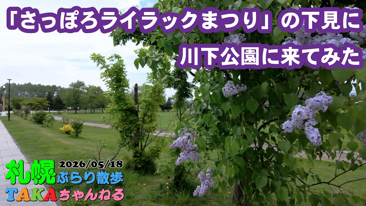 🪻「さっぽろライラックまつり」の下見に【川下公園】に来てみた【札幌市白石区川下】【札幌ぶらり散歩】【2026春】