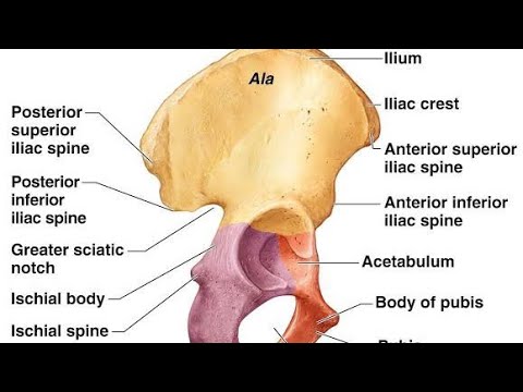 anatomy of hip bone landmark and muse attachment. - YouTube