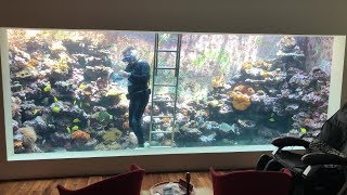 Eli's 30,000 Liter Reef Tank - Populating a sea anemone with clown fish