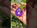 Blue Aprajita Flowers Blooming Beauty 💙🌸 #shorts#Aparajita #ButterflyPea #Gardening #Flowers #Nature