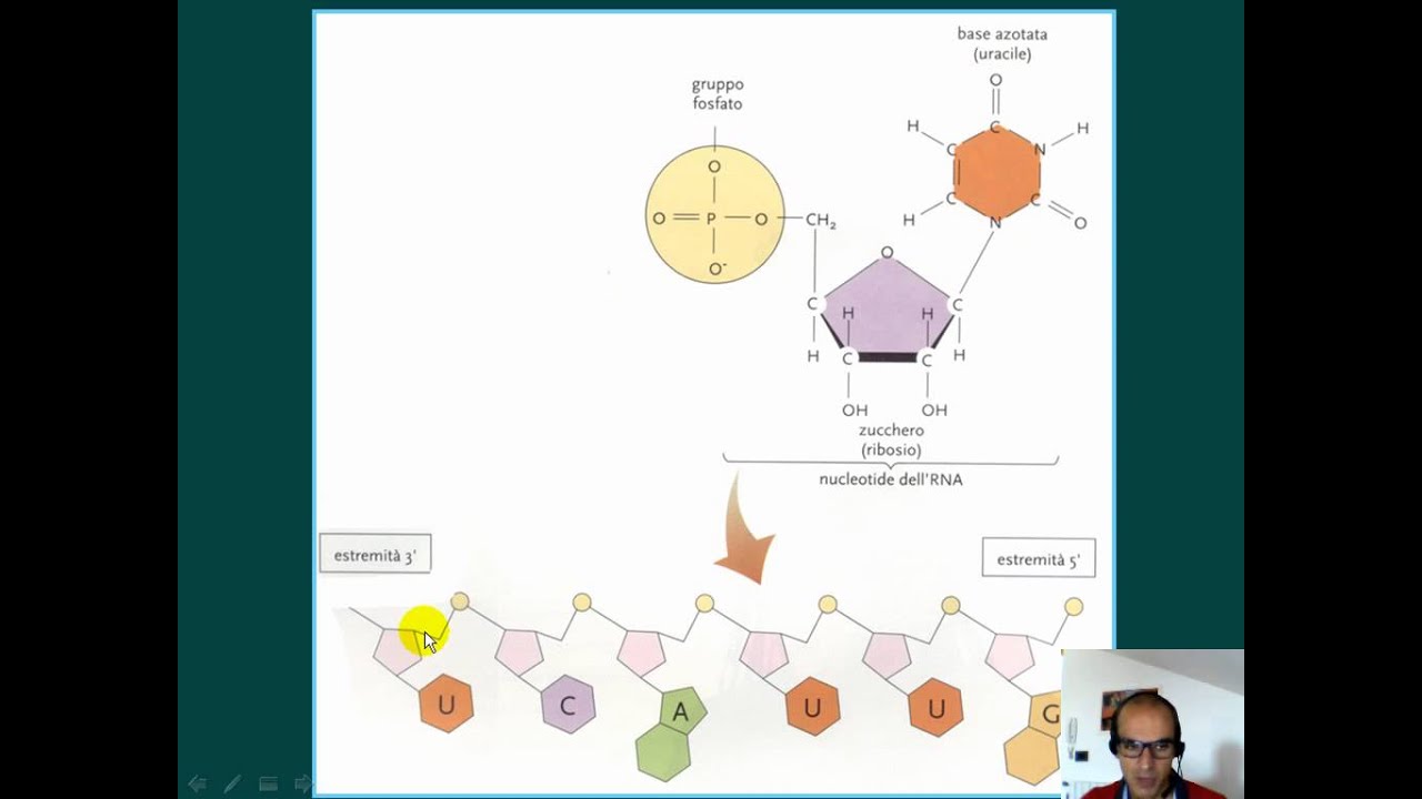 DNA cromatina cromosomi RNA HD