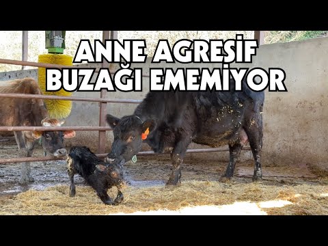 AYNI İNEK AYNI SORUN | Anguslar İkinci Doğumda