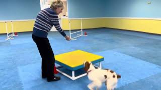 AKC ACT 1 RD A Skye handled by Barbara Parnell by Canines At Training 55 views 3 weeks ago 1 minute, 2 seconds