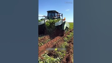 Mãn nhãn cảnh máy móc thu hoạch đậu phộng siêu tốc ở Mỹ #shorts