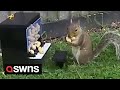 Man builds unique squirrel feeders including a piano and a flying plane  swns