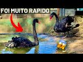 Novidade Cisne Negro  | Família de Galinha Reunida | Construindo viveiro | Aves Recriar