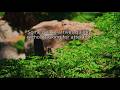 Quiet Peace Chill Music for Study And Relax 🍃