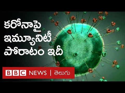 Immunity: Coronavirus రెండోసారి సోకుతుందా? అసలు రోగ నిరోధక వ్యవస్థ ఎలా పోరాడుతుంది? | BBC Telugu