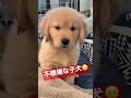 【音量注意】ソファを占領する飼い主が気に入らないゴールデン子犬 #shorts