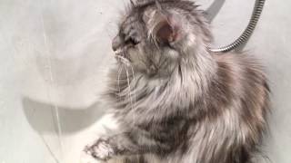 Maine Coon &amp; water