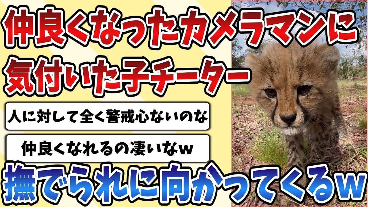 【2ch動物スレ】仲良くなったカメラマンに気付いた子供の【チーター】が撫でられようと超至近距離まで近づいてくるｗｗｗ