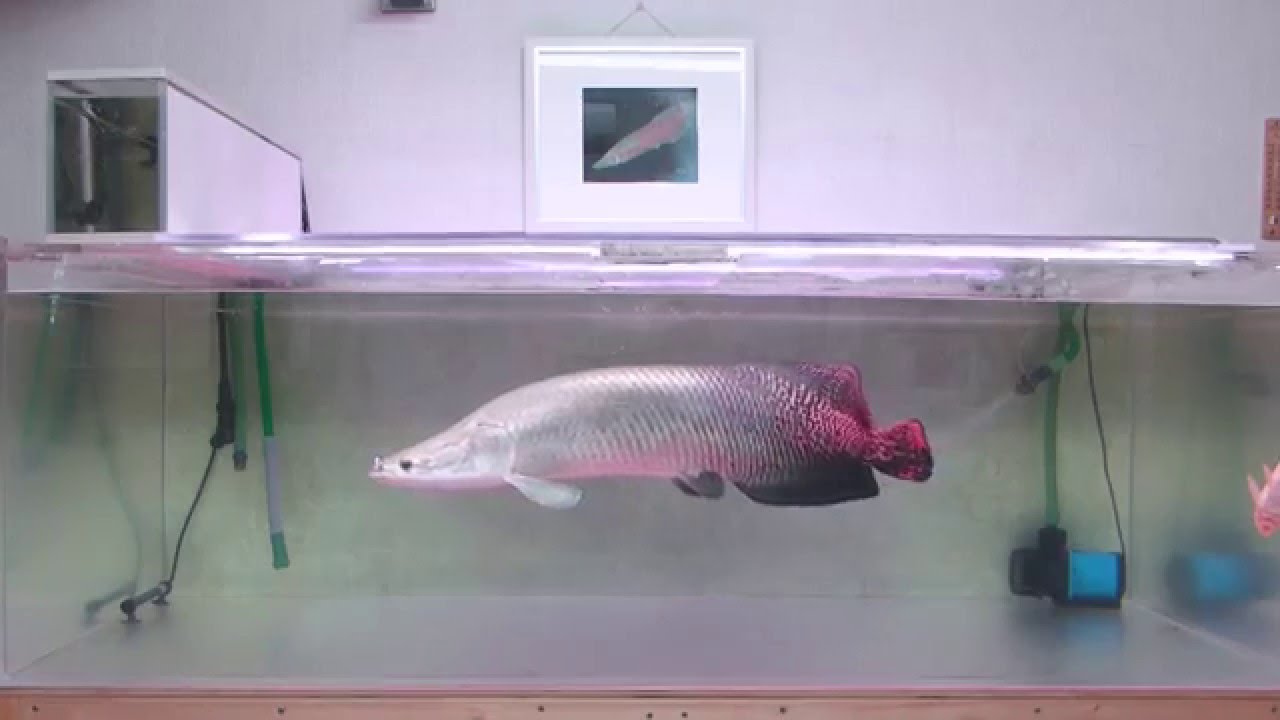 ピラルクー81センチロングムービー ピラルク 大型魚 古代魚 Youtube