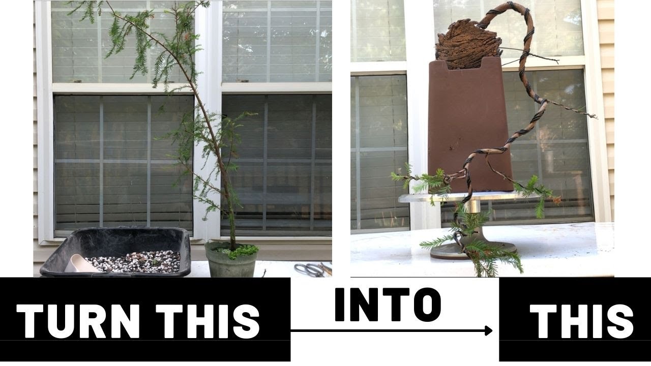 Turning a whip into a cascading bonsai | The Bonsai Supply