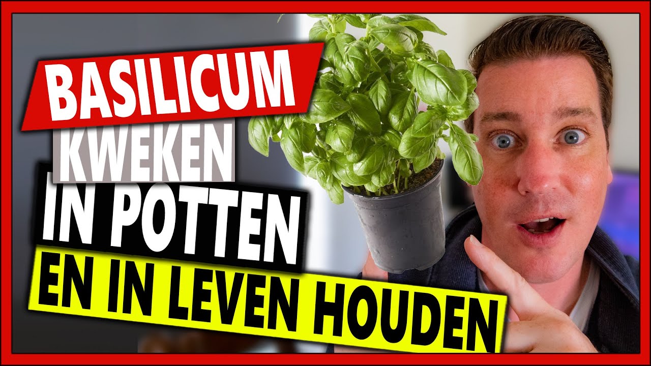 Oprichter Vies Millimeter BASILICUM KWEKEN IN POTTEN | 𝐌𝐨𝐞𝐬𝐭𝐮𝐢𝐧 𝐕𝐥𝐨𝐠 𝟏𝟏𝟖 | Basilicum  plant levend houden - YouTube