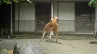 Kangaroo Low Blow