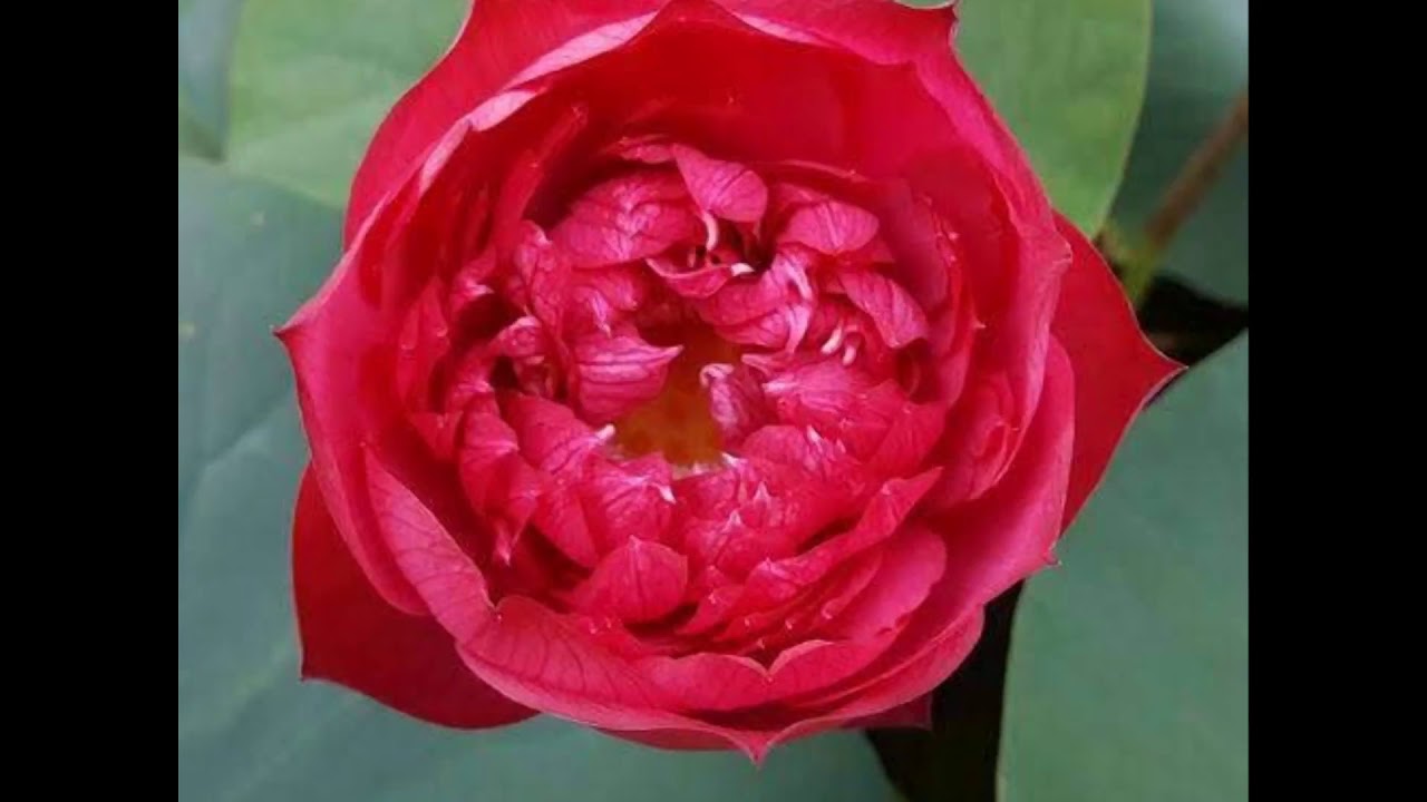 Drop Blood Lotus YouTube