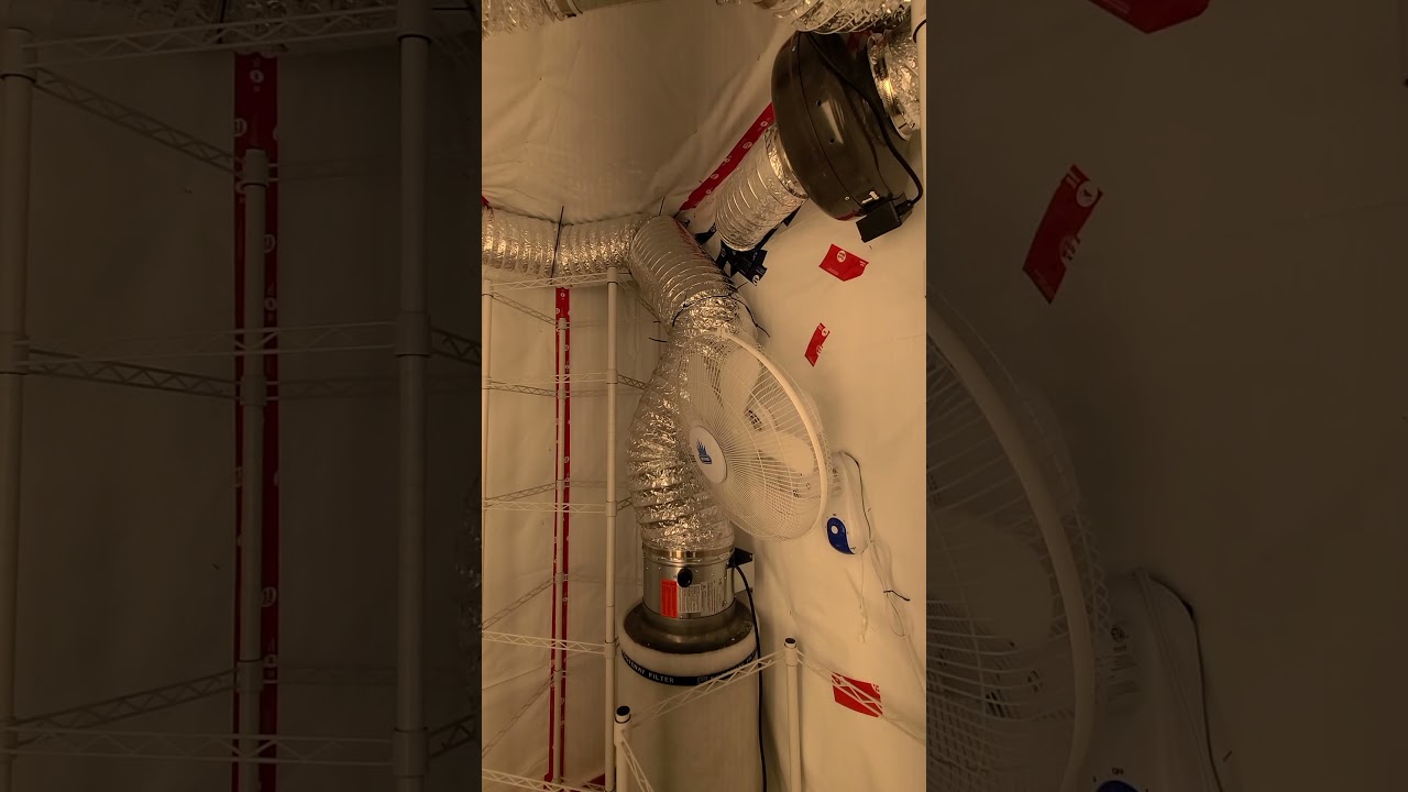 Verticle LED Scrog light grow