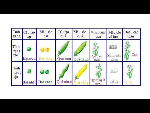 Video: Tại sao Gregor Mendel lại sử dụng cây đậu trong thí nghiệm của mình?