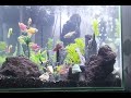Aquascep terbuat dari sterofoam (aquarium)