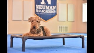 Bella (Airedale Terrier) Boot Camp Dog Training Video Demonstration
