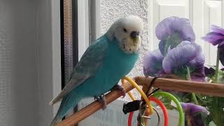 Poranne Trele Papużki - Puszka