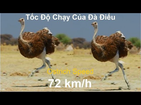 Video Tổng Hợp Tốc Độ Chạy Kinh Hoàng Của Đà Điểu, PHUONG... - youtube