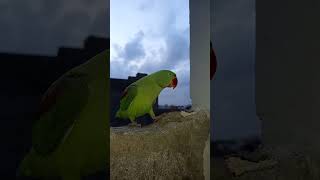 Cute calking Ringneck Parrot 🦜 | Enjoying Evening time with my parrot ❤️