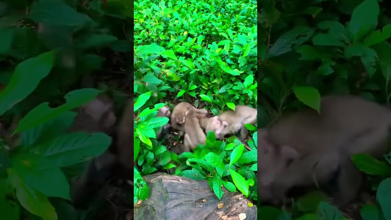 Monkey is biting each other