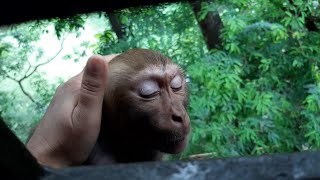 Sleepy monkey(piku) by cute cat Bunny and Tofu♡︎ 418 views 2 years ago 1 minute, 56 seconds