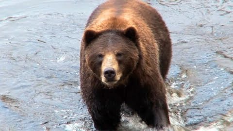 Epic Adventure at Kingfisher Lodge: Sitka Alaska