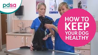 How To Keep Your Dog Healthy - Vet Advice Every Owner Should Know