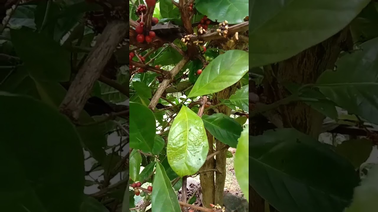 Coffee farming.                            Excelsa Coffee.                               Part 2