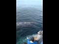 AMAZING GRAY WHALE VIDEO - WHALE SCRATCHING BARNACLES - DANA WHARF WHALE WATCHING