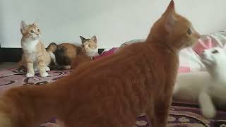 selamat pagi semua by keluarga kucing bahagia 176 views 10 days ago 5 minutes, 3 seconds